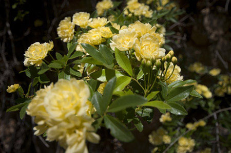 Photo of arboretum in bloom